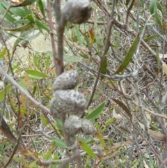 Hakea dactyloides (Finger Hakea) at Lower Boro, NSW - 15 Jan 2012 by AndyRussell