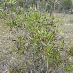 Hakea dactyloides at Lower Boro, NSW - 15 Jan 2012 02:05 PM