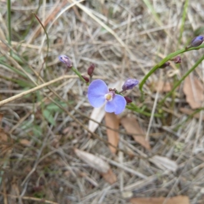 Comesperma volubile (Love Creeper) at Lower Boro, NSW - 15 Jan 2012 by AndyRussell