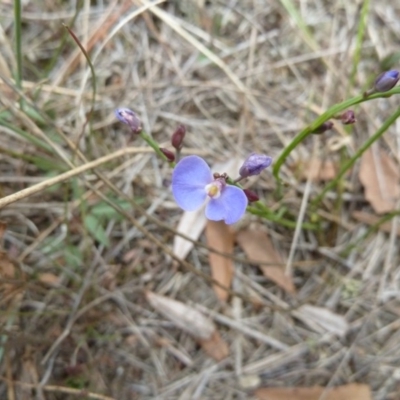 Comesperma volubile (Love Creeper) at Goulburn Mulwaree Council - 15 Jan 2012 by AndyRussell