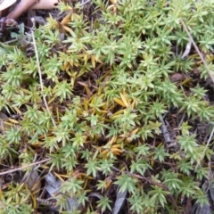 Acrotriche serrulata at Lower Boro, NSW - 15 Jan 2012