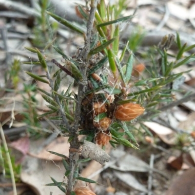 Lissanthe strigosa subsp. subulata (Peach Heath) at Lower Boro, NSW - 15 Jan 2012 by AndyRussell