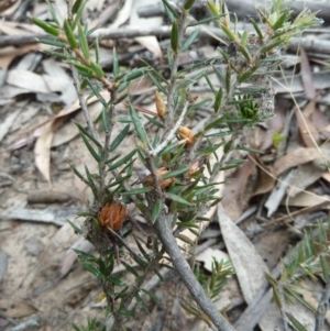 Lissanthe strigosa subsp. subulata at Lower Boro, NSW - 15 Jan 2012 02:18 PM