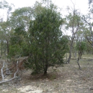 Allocasuarina verticillata at Lower Boro, NSW - 15 Jan 2012 02:24 PM