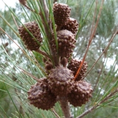 Allocasuarina verticillata at Lower Boro, NSW - 15 Jan 2012