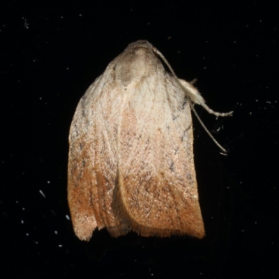 Tortricopsis pyroptis (A Concealer moth (Wingia Group)) at Ainslie, ACT - 6 Dec 2019 by jb2602