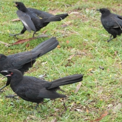 Corcorax melanorhamphos (White-winged Chough) at Hughes, ACT - 15 Aug 2020 by JackyF