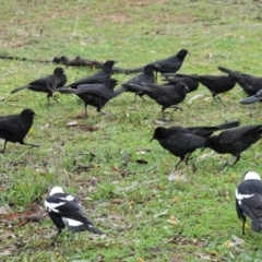 Corcorax melanorhamphos at Hughes, ACT - 15 Aug 2020