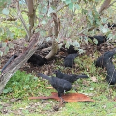 Corcorax melanorhamphos at Hughes, ACT - 15 Aug 2020