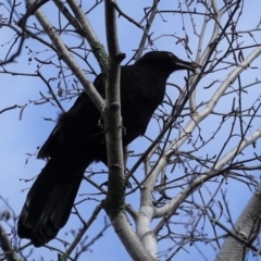 Corcorax melanorhamphos at Hughes, ACT - 13 Aug 2020