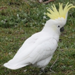 Cacatua galerita (Sulphur-crested Cockatoo) at GG38 - 14 Aug 2020 by JackyF