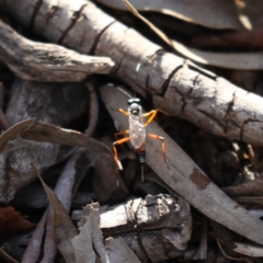 Gotra sp. (genus) (Unidentified Gotra ichneumon wasp) at Majura, ACT - 6 Dec 2019 by jbromilow50