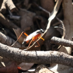 Gotra sp. (genus) at Majura, ACT - 6 Dec 2019