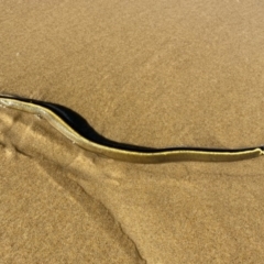 Hydrophis platurus (Yellow-bellied Sea Snake) at Congo, NSW - 20 Jul 2020 by Hilderbilly