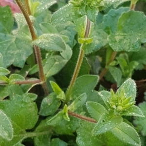 Cerastium glomeratum at Lyneham, ACT - 20 Aug 2020