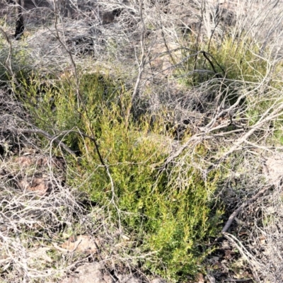 Leptospermum sejunctum (Bomaderry Tea-Tree) at Bamarang, NSW - 19 Aug 2020 by plants