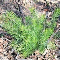 Persoonia linearis (Narrow-leaved Geebung) at Bamarang, NSW - 20 Aug 2020 by plants