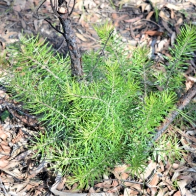 Persoonia linearis (Narrow-leaved Geebung) at Bamarang, NSW - 20 Aug 2020 by plants