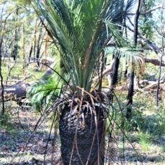 Macrozamia communis (Burrawang) at Bamarang, NSW - 19 Aug 2020 by plants