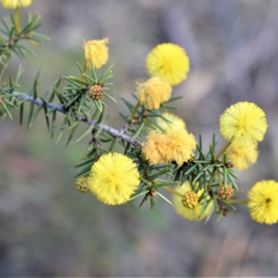 Acacia echinula (Hedgehog Wattle) at Bamarang, NSW - 19 Aug 2020 by plants