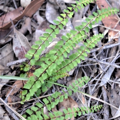 Lindsaea linearis (Screw Fern) at Bamarang, NSW - 20 Aug 2020 by plants