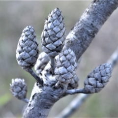 Petrophile pedunculata (Conesticks) at Bamarang, NSW - 20 Aug 2020 by plants