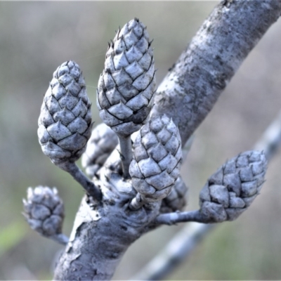 Petrophile pedunculata (Conesticks) at Bamarang, NSW - 20 Aug 2020 by plants