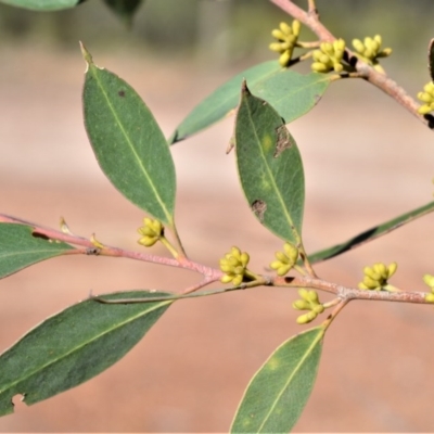 Eucalyptus imitans (Illawarra Stringybark) at Bamarang, NSW - 20 Aug 2020 by plants