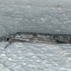 Plecoptera sp. (order) (Unidentified Stone fly) at Ainslie, ACT - 7 Dec 2019 by jb2602