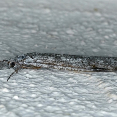 Plecoptera sp. (order) (Unidentified Stone fly) at Ainslie, ACT - 7 Dec 2019 by jbromilow50