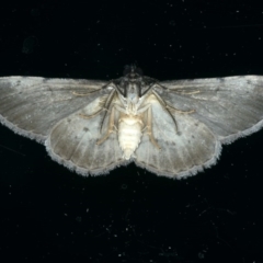 Phelotis cognata at Ainslie, ACT - 7 Dec 2019