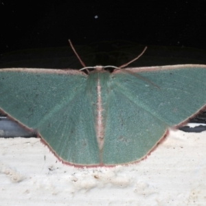 Chlorocoma vertumnaria at Ainslie, ACT - 7 Dec 2019