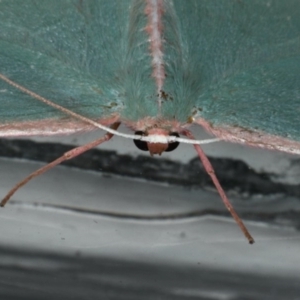 Chlorocoma vertumnaria at Ainslie, ACT - 7 Dec 2019