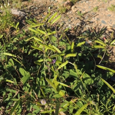 Glycine tabacina (Variable Glycine) at Banks, ACT - 31 Mar 2020 by michaelb