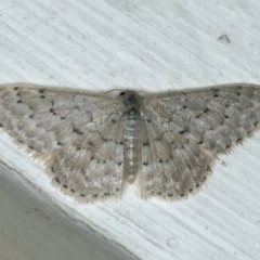 Idaea philocosma (Flecked Wave) at Ainslie, ACT - 7 Dec 2019 by jbromilow50