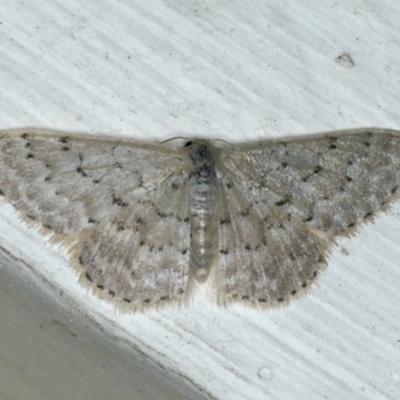 Idaea philocosma (Flecked Wave) at Ainslie, ACT - 7 Dec 2019 by jb2602