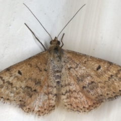 Scopula rubraria (Reddish Wave, Plantain Moth) at Ainslie, ACT - 7 Dec 2019 by jbromilow50