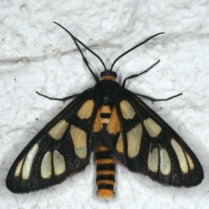 Amata (genus) at Ainslie, ACT - 7 Dec 2019 05:38 AM