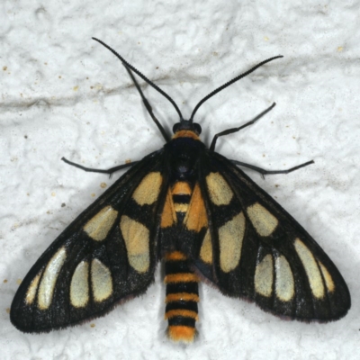 Amata (genus) (Handmaiden Moth) at Ainslie, ACT - 6 Dec 2019 by jbromilow50