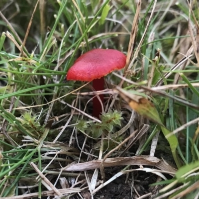 Unidentified Fungus at Tanja, NSW - 12 Aug 2020 by Rose