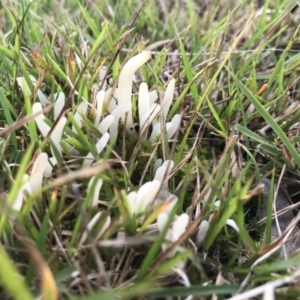 Clavaria fragilis group at Tanja, NSW - suppressed