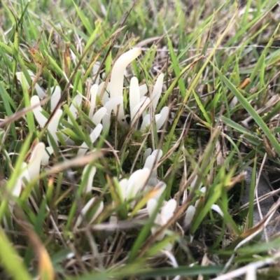 Unidentified Fungus at Tanja, NSW - 18 Aug 2020 by Rose