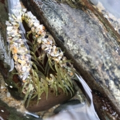 Unverified Marine Invertebrate at Tanja, NSW - 4 Apr 2020 by Rose