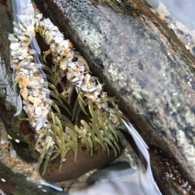 Unverified Marine Invertebrate at Tanja, NSW - 4 Apr 2020 by Rose