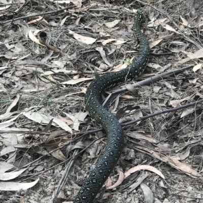 Morelia spilota spilota (Diamond Python) at Wapengo, NSW - 26 Mar 2020 by Rose