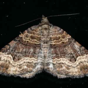 Epyaxa subidaria at Ainslie, ACT - 8 Dec 2019 10:19 PM