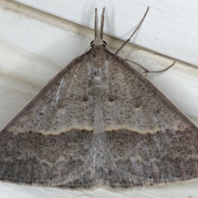 Epidesmia hypenaria (Long-nosed Epidesmia) at Ainslie, ACT - 8 Dec 2019 by jbromilow50