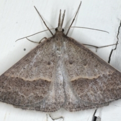 Epidesmia hypenaria at Ainslie, ACT - 8 Dec 2019