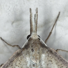 Epidesmia hypenaria at Ainslie, ACT - 8 Dec 2019 09:20 PM