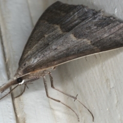 Epidesmia hypenaria at Ainslie, ACT - 8 Dec 2019